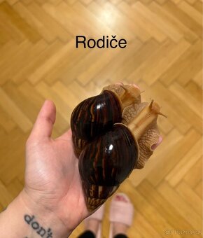 Africký šnek - 3