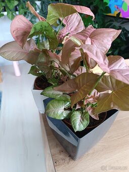 Syngonium Neon Robusta Pink - 3