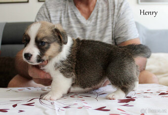 Welsh corgi cardigan - 3