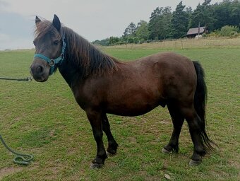 Tříletý valašek shetland pony - 3