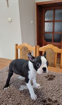 Bostonsky terier Boston tetiet - 3