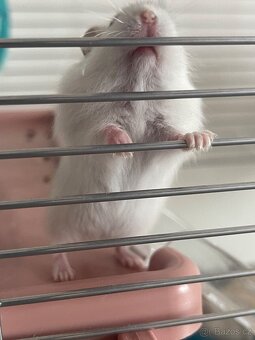 Křeček džungarský - 3