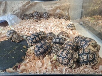 Suchozemská želva pardálí (Stigmochelys pardalis) - 3