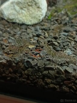 Kreveta čokoládová-Macrobrachium dayanum - 3