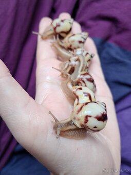 Limicolaria Agathina Nigeria - africký šnek - 3