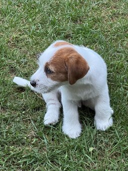 Jack Russell teriér s PP - 3