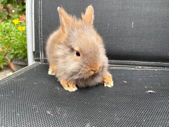Zakrslý králík/teddy gen / sameček k odběru ♥️ - 3
