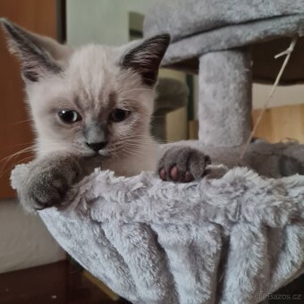 Britske maciatka colorpoint - 3