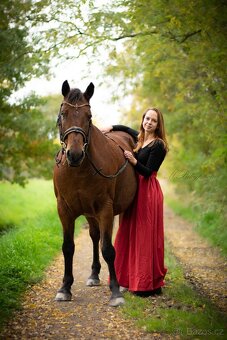 Valach na rekreaci slovensky športový pony 150vkh - 3