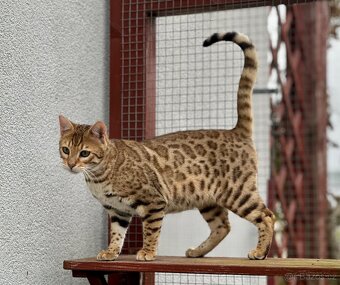 Bengálská kočka s PP - 3