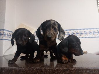 Jezevčík trpasličí - 3