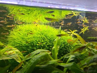 Rostlinky a rybky - 3