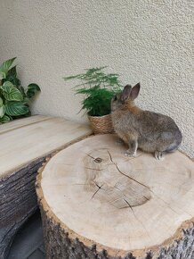 Zakrslý králík - hladkosrstá samička - 3