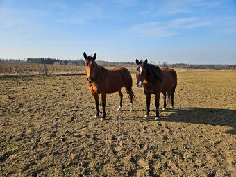 Prodej QH kobylek - 3