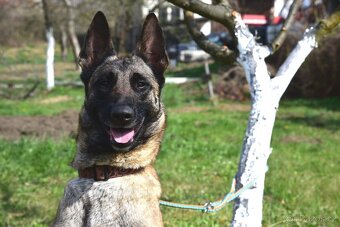 Malinoiska Naomi hledá domov - 3
