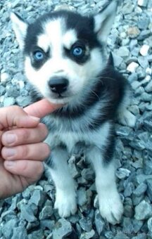 Sibírsky husky ❤️❤️ šteniatka ❤️❤️❤️ - 3