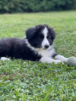 Border colie - 3