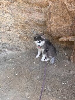 4měsíční štěně pomsky na prodej (mini husky) - 3