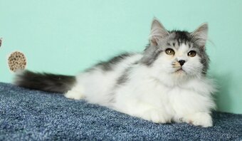 Sibiřská kočka - 3