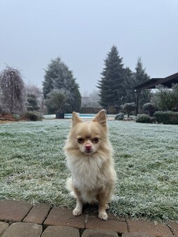 Čivava ke krytí - 3