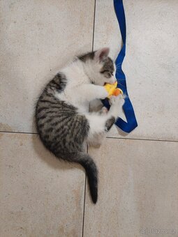 Darujeme kocourka - 3