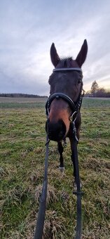 Pronájem koně na rekreaci - 3