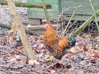 Wyandotky zdrobnělé kohout - 3