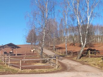 Hledám stajnika - 3