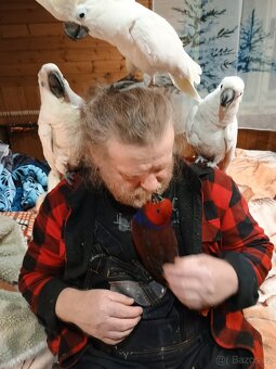 Papoušek eklektus - 3