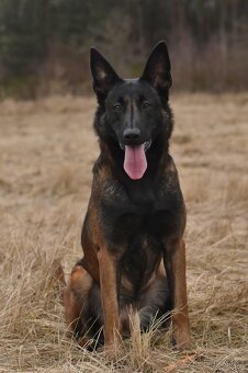 Belgický ovčák malinois - 3