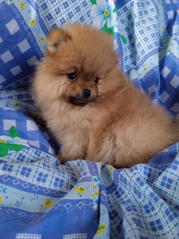 Pomeranian bez PP - štěně fenečka - 3