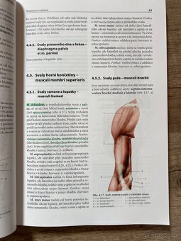 Přehled anatomie - 3