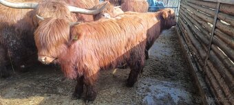 Jalovice Highland - 3