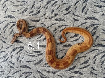 Boa Constrictor - Hroznýš královský - 3