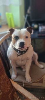 Krycí pes Stafordšírský bulteriér s PP . - 3