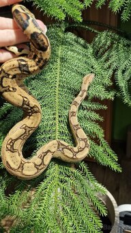 Mláďata hroznýše kralovskeho - 3