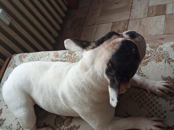 francouzský buldoček - 3