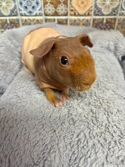 Skinny morče, sameček s PP - 3