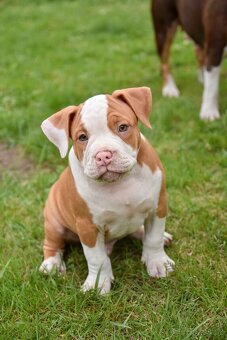 Psík American Bully s pp (ABKC) - 3