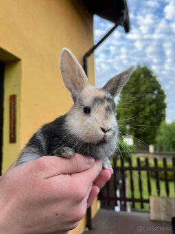 Holandští zakrslí králíčci - 3