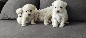 Bison štěňata s pp - 3