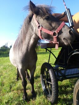 Shetland pony s pp - 3