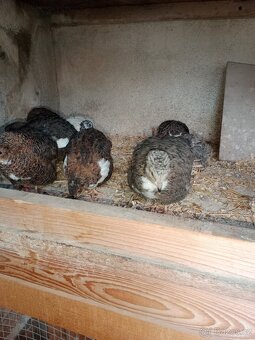 Krepelky-kohouti - 3