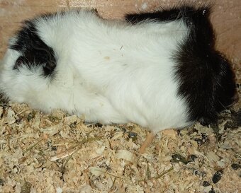 Morče rozetové samička - 3