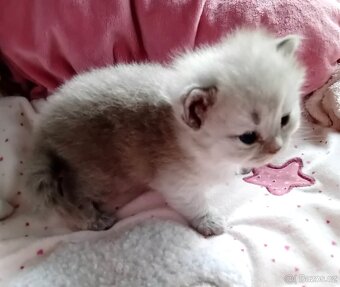 Britská koťátka s PP - 3