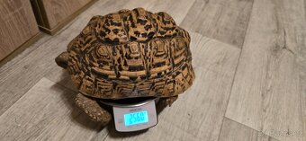 Želva Pardálí - 3