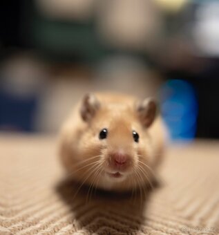 Křeček syrský - 3