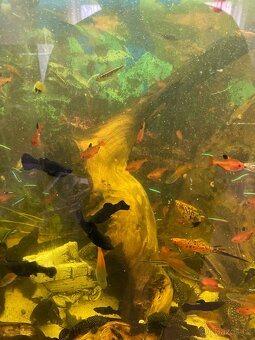 Akvarijni rybičky - 3