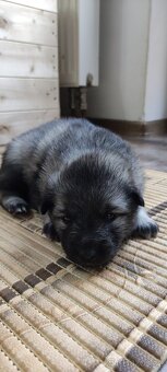 Keeshond - 3