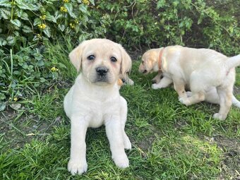 štěňata labrador a – připravena k odběru - 3